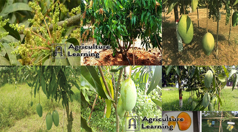 বারি আম ১১ যা নতুন জাতের বারোমাসি আম। বারি আম ১১ এর বিশিষ্ট্য