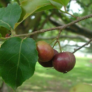 লুকলুকি