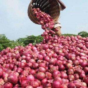 পেঁয়াজের-উৎপাদন-প্রযুক্তি